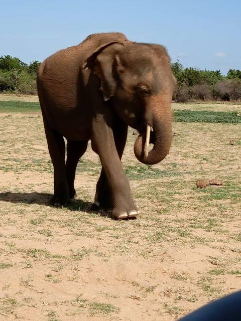 Guest photo 30 from a private Sri Lanka tour with Sahan