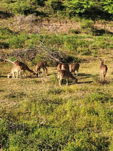 Guest photo 66 from a private Sri Lanka tour with Sahan