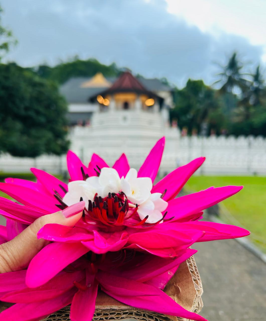 Bright flowers held as an offering with the Temple of the Sacred Tooth Relic in the background.