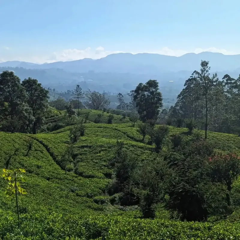 Tea Country