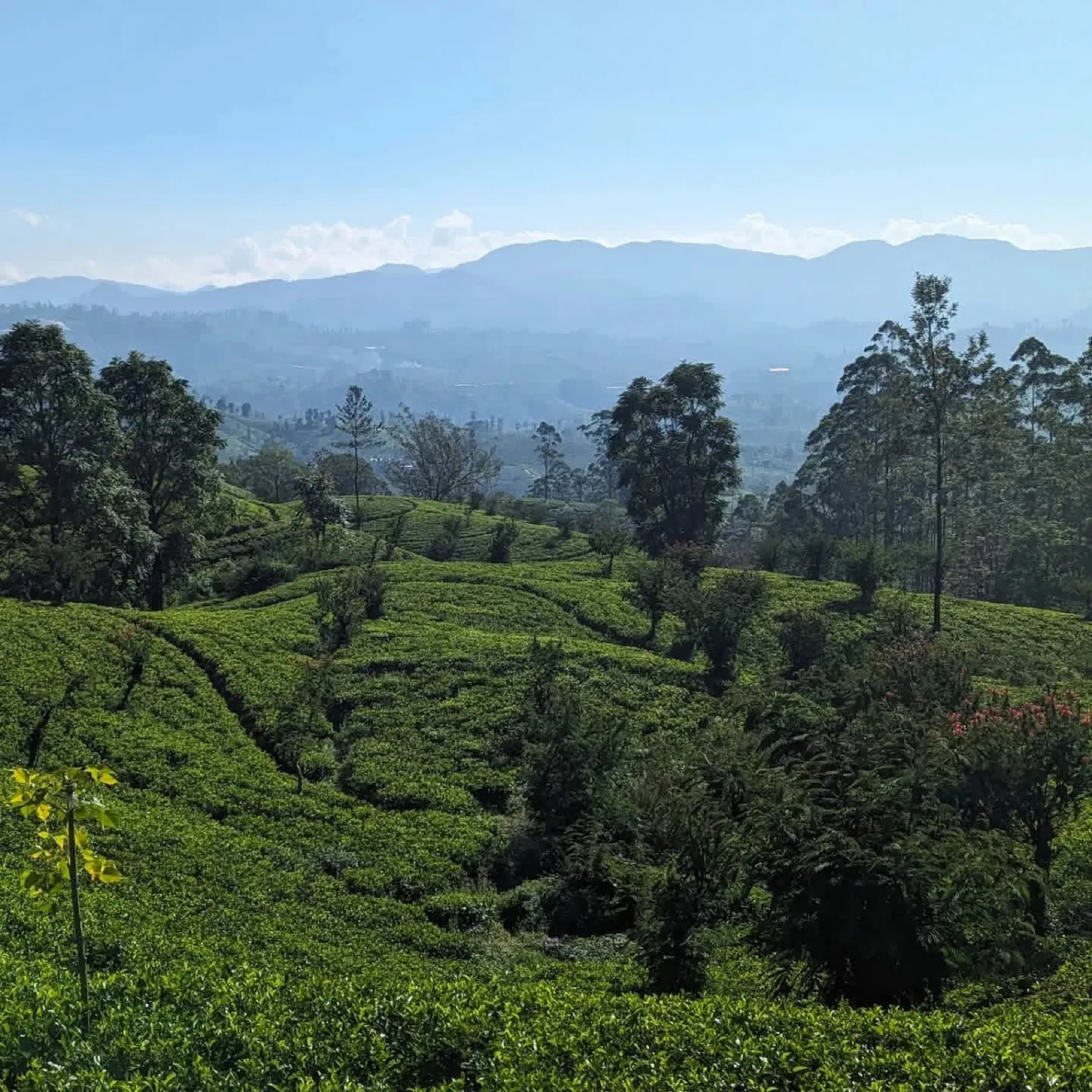 Tea Country